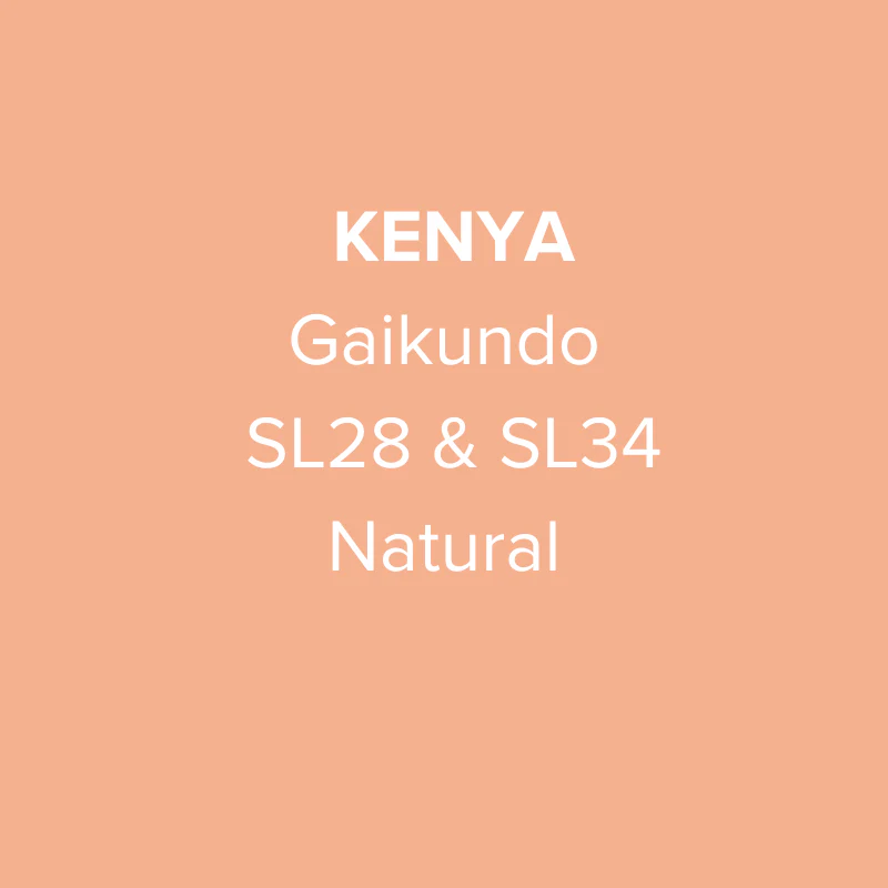 Kenya Nyeri Gaikundo SL28 & SL34 Natural