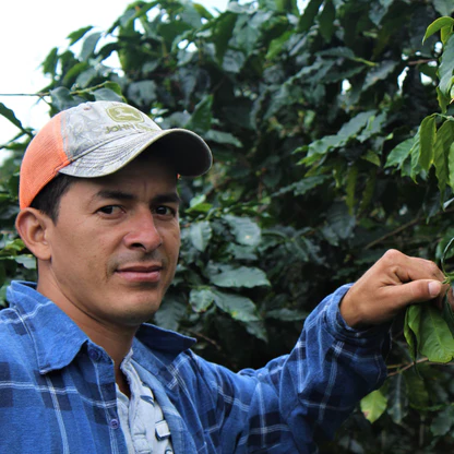 Honduras Los Tongos Farm Washed Process