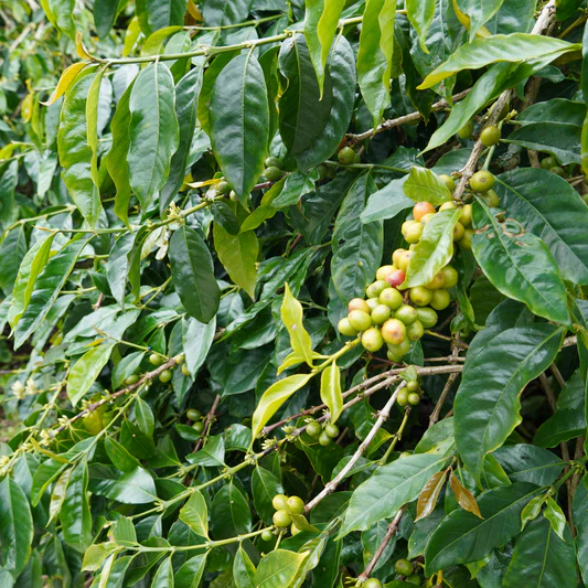 2025 Indonesia Aceh Blue Gayo