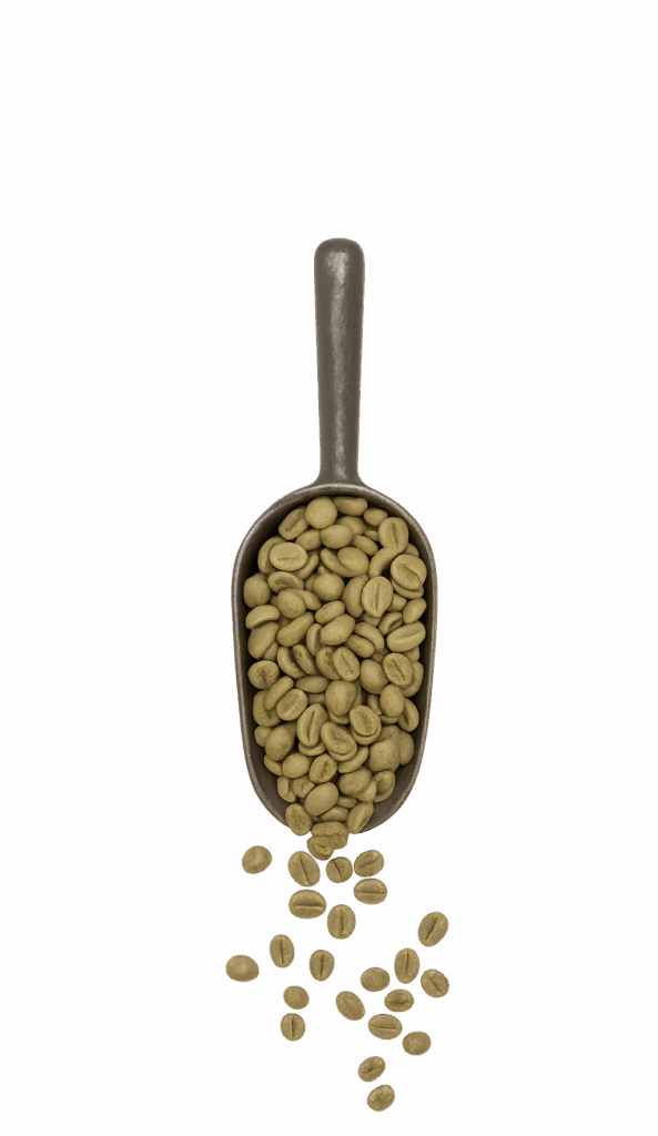 Green Coffee Mexico Ixhuatlan Café