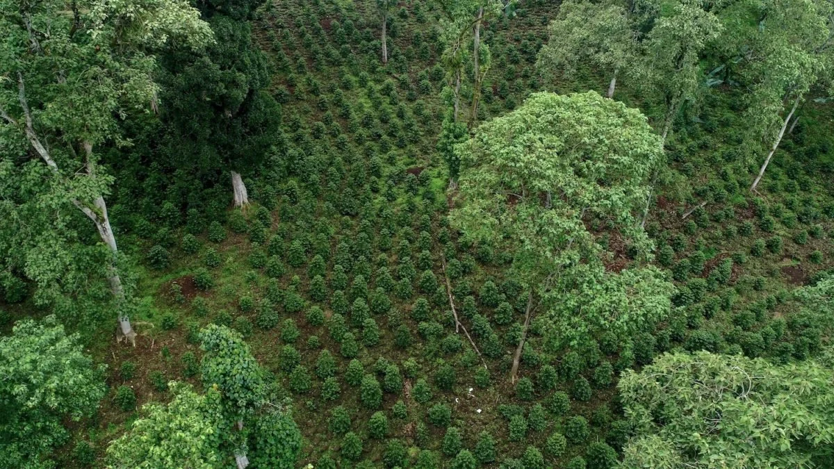 WASHED ORGANIC ETHIOPIA / SHANTAWENE